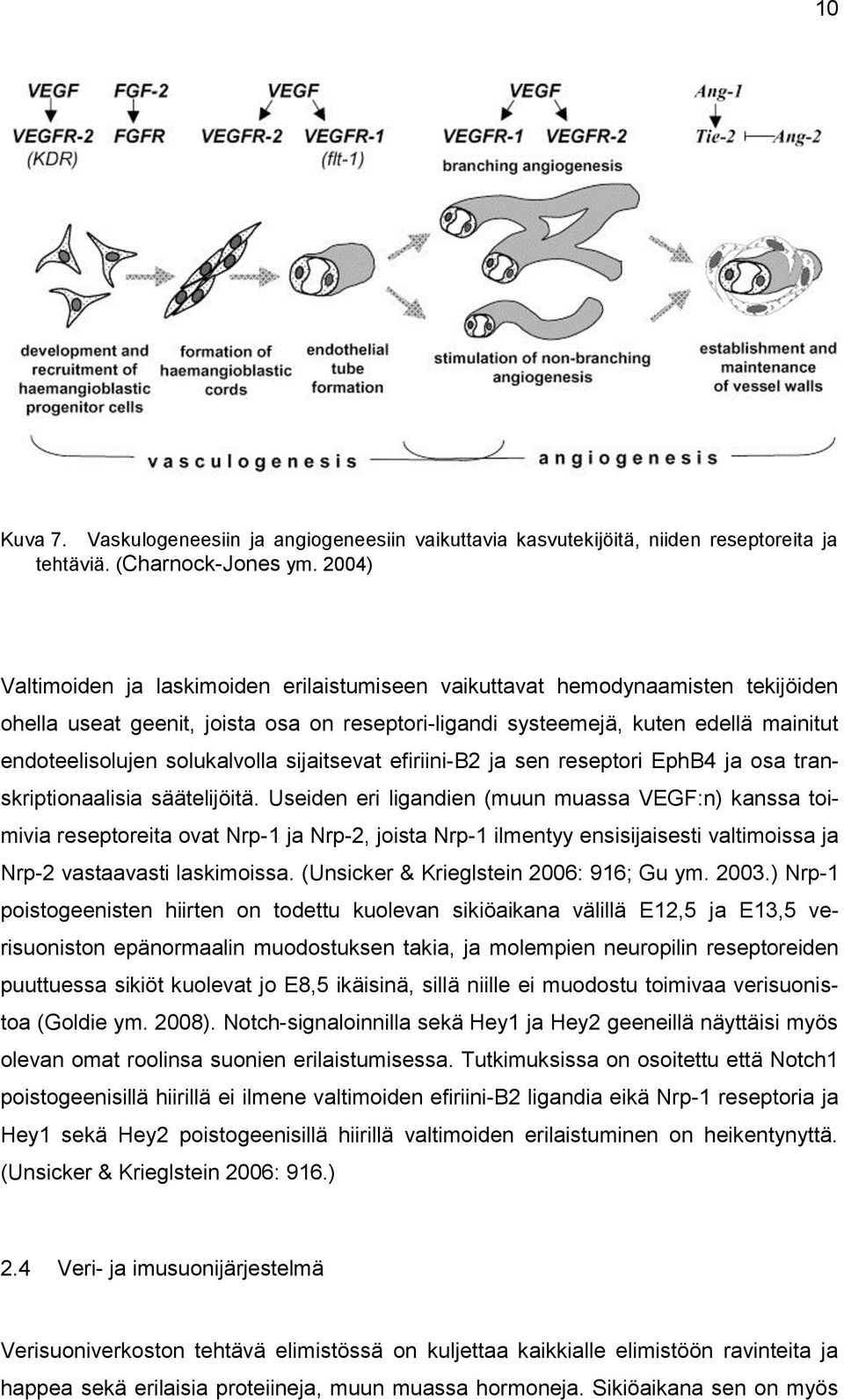 solukalvolla sijaitsevat efiriini-b2 ja sen reseptori EphB4 ja osa transkriptionaalisia säätelijöitä.