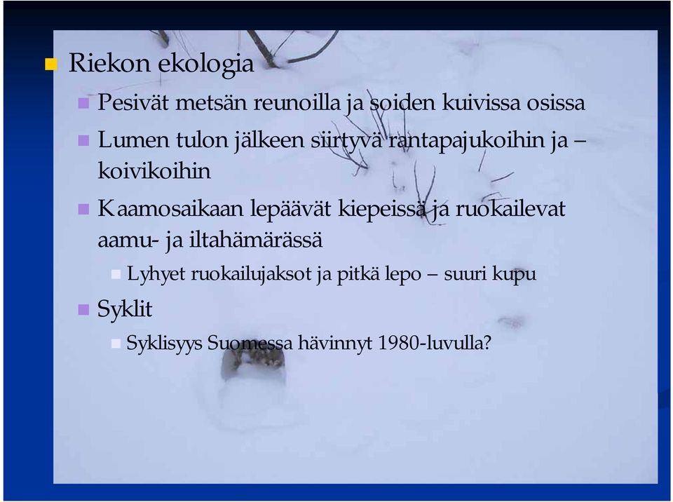 lepäävät kiepeissä ja ruokailevat aamu- ja iltahämärässä Lyhyet