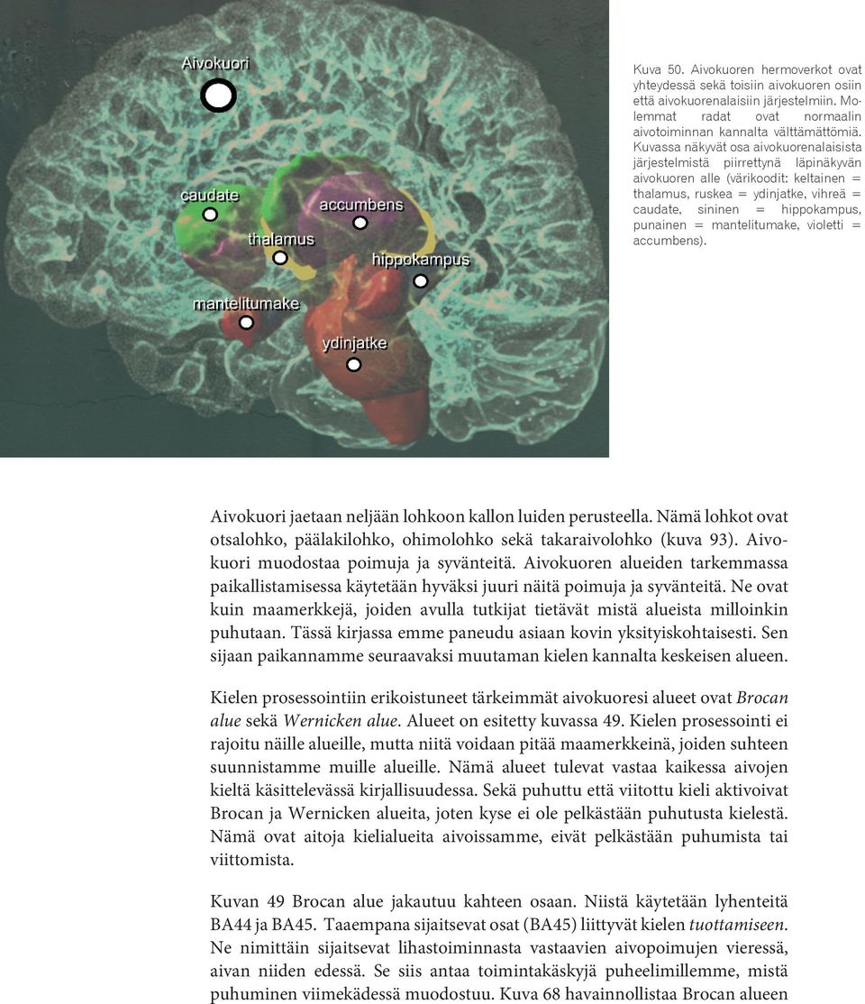 = mantelitumake, violetti = accumbens). Aivokuori jaetaan neljään lohkoon kallon luiden perusteella. Nämä lohkot ovat otsalohko, päälakilohko, ohimolohko sekä takaraivolohko (kuva 93).