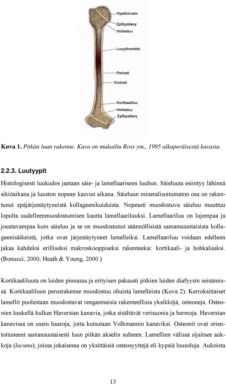 Nopeasti muodostuva säieluu muuttuu lopulta uudelleenmuodostumisen kautta lamellaariluuksi.