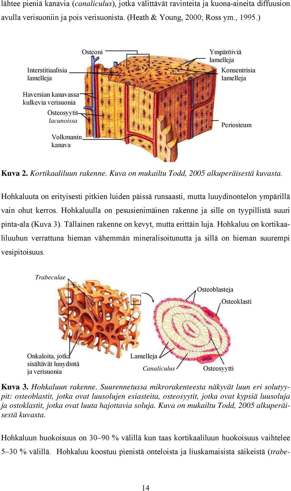 Kortikaaliluun rakenne. Kuva on mukailtu Todd, 2005 alkuperäisestä kuvasta. Hohkaluuta on erityisesti pitkien luiden päissä runsaasti, mutta luuydinontelon ympärillä vain ohut kerros.