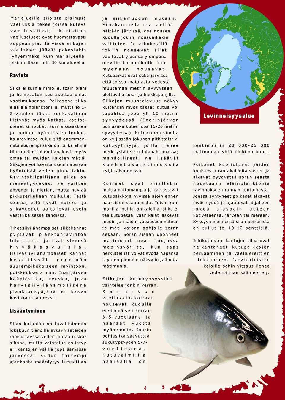 Ravinto Siika ei turhia nirsoile, tosin pieni ja hampaaton suu asettaa omat vaatimuksensa.