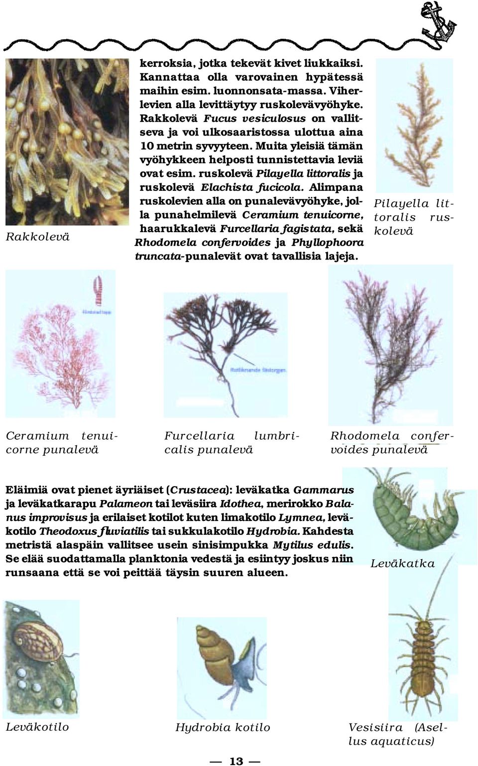 ruskolevä Pilayella littoralis ja ruskolevä lachista fucicola.