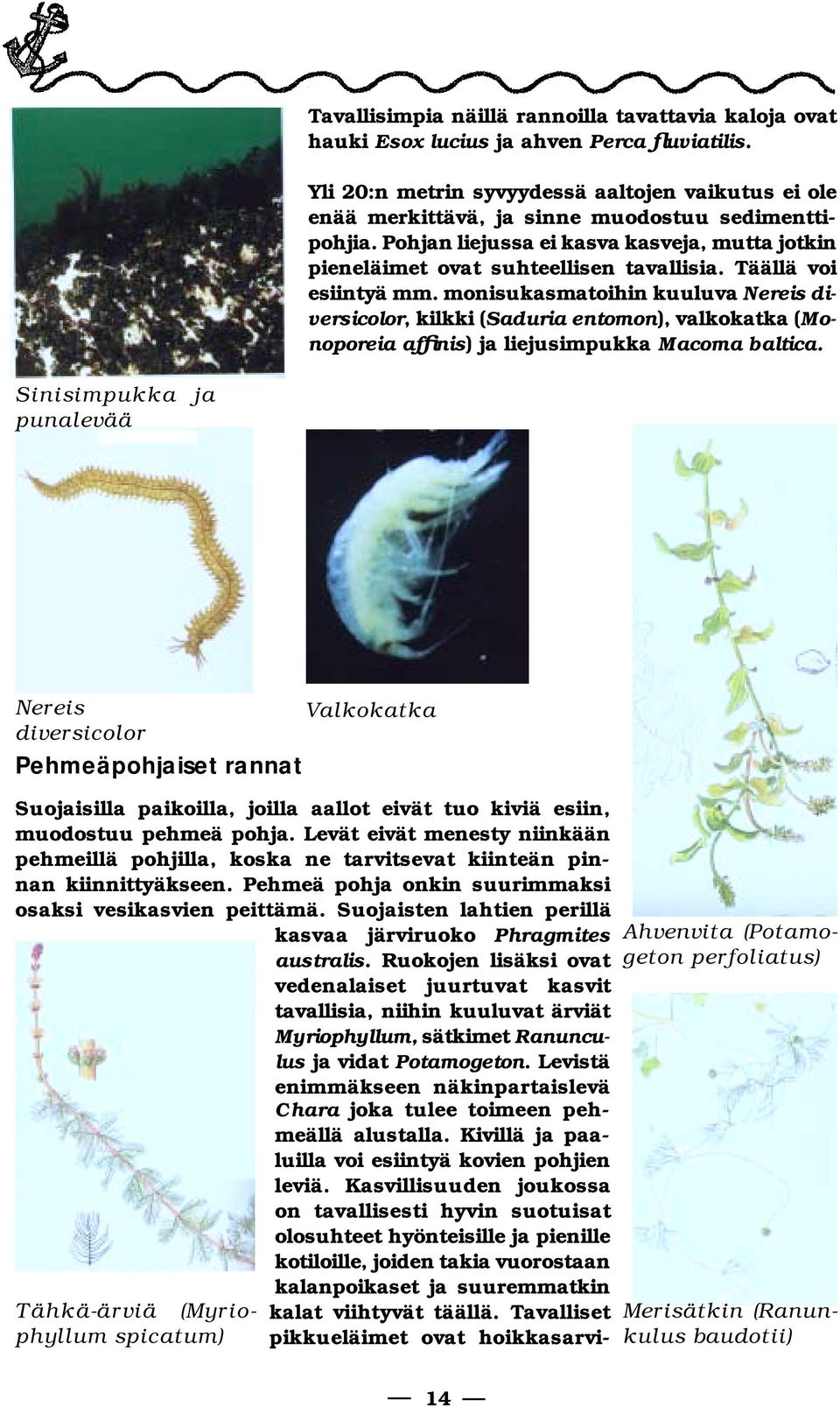 Täällä voi esiintyä mm. monisukasmatoihin kuu lu va ereis diversicolor, kilkki (Saduria entomon), valkokatka (Monoporeia affinis) ja liejusimpukka Macoma baltica.