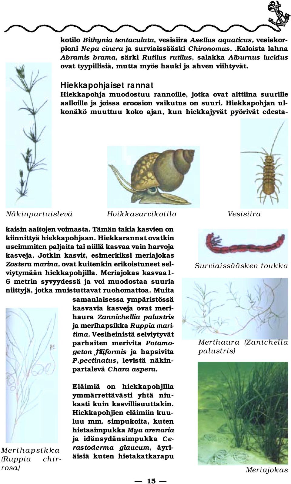 Hiekkapohjaiset rannat Hiekkapohja muodostuu rannoille, jotka ovat alttiina suu ril le aalloille ja joissa eroosion vai ku tus on suu ri.