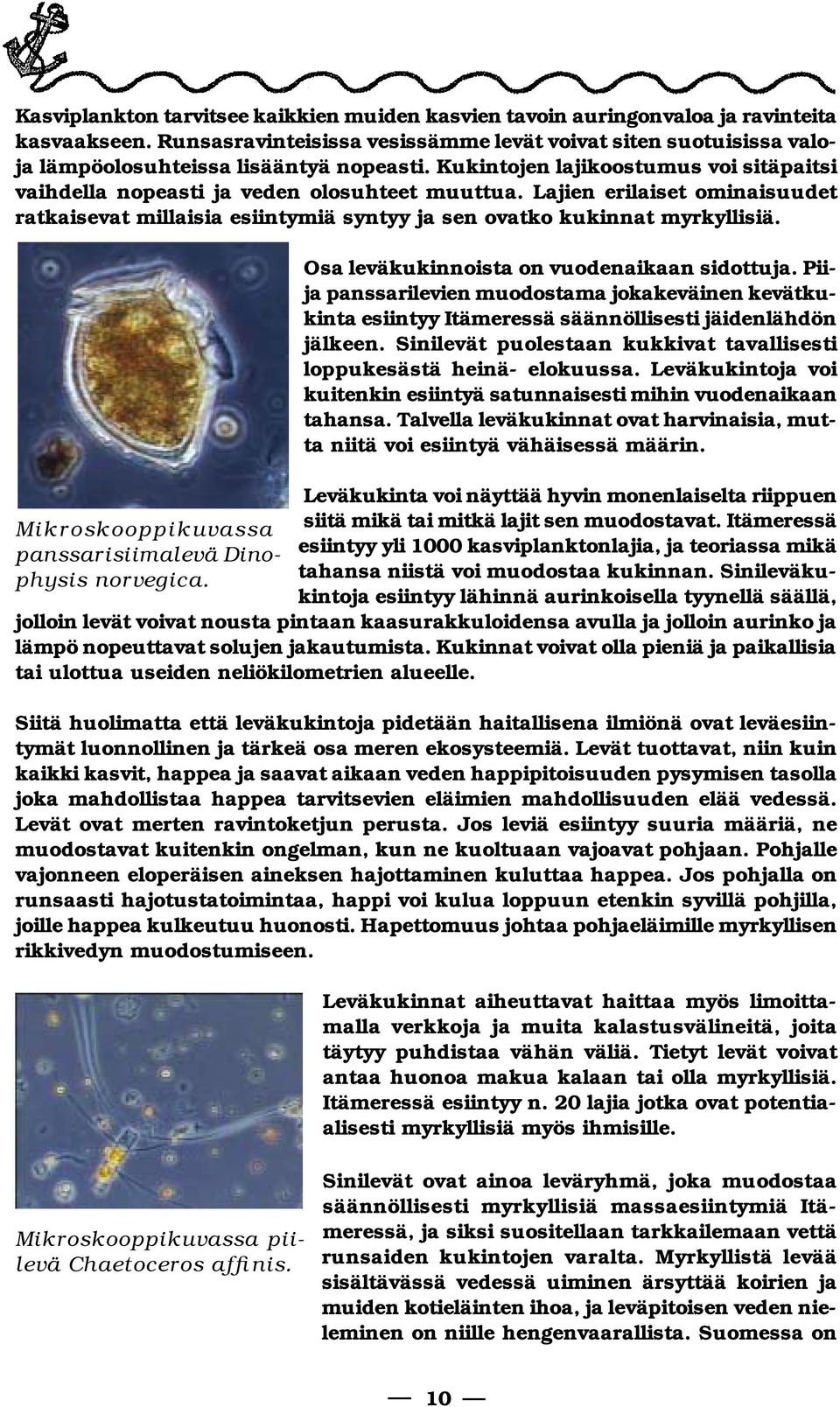 Lajien erilaiset omi nai suu det ratkaisevat millaisia esiintymiä syntyy ja sen ovatko kukinnat myrkyllisiä. Mikroskooppikuvassa pans sari siimalevä Dinophysis norvegica.