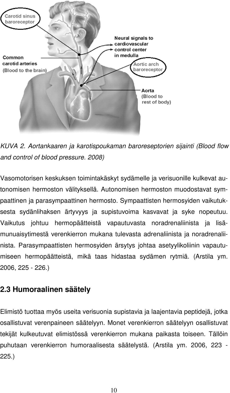 Sympaattisten hermosyiden vaikutuksesta sydänlihaksen ärtyvyys ja supistuvoima kasvavat ja syke nopeutuu.