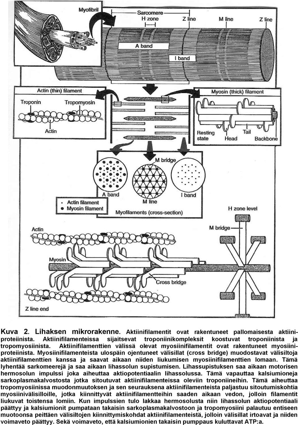 Myosiinifilamenteista ulospäin ojentuneet välisillat (cross bridge) muodostavat välisiltoja aktiinifilamenttien kanssa ja saavat aikaan niiden liukumisen myosiinifilamenttien lomaan.