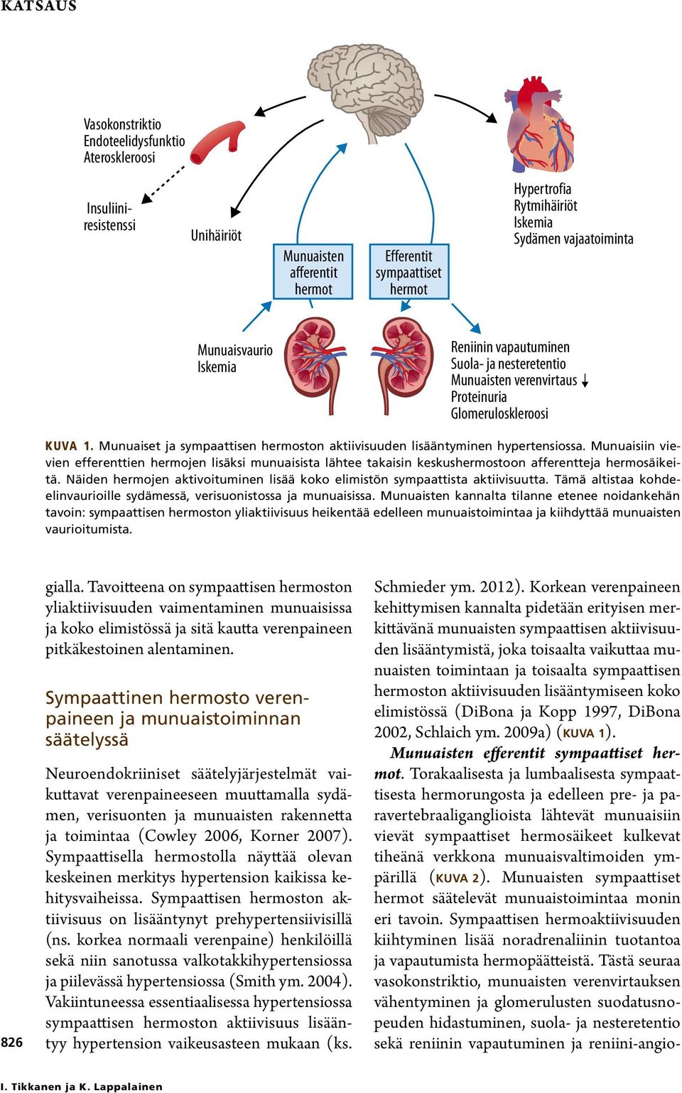 Munuaiset ja sympaattisen hermoston aktiivisuuden lisääntyminen hypertensiossa.