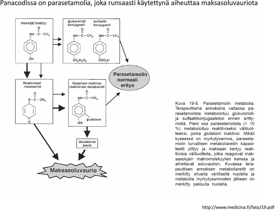 aiheuttaa maksasoluvauriota