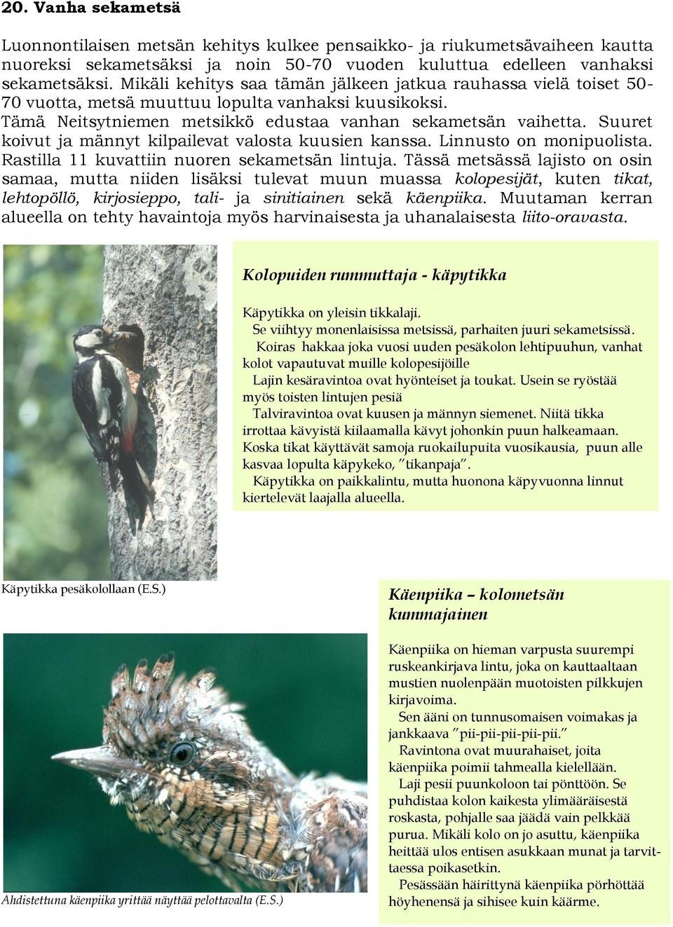 Suuret koivut ja männyt kilpailevat valosta kuusien kanssa. Linnusto on monipuolista. Rastilla 11 kuvattiin nuoren sekametsän lintuja.