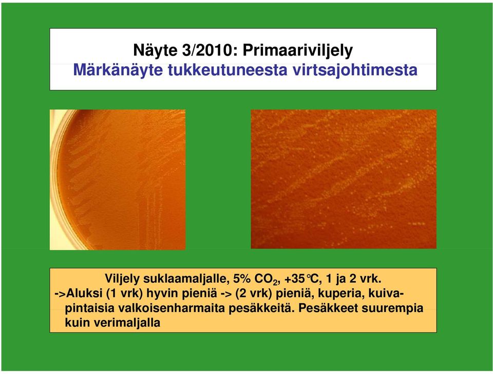 vrk. ->Aluksi (1 vrk) hyvin pieniä -> (2 vrk) pieniä, kuperia,