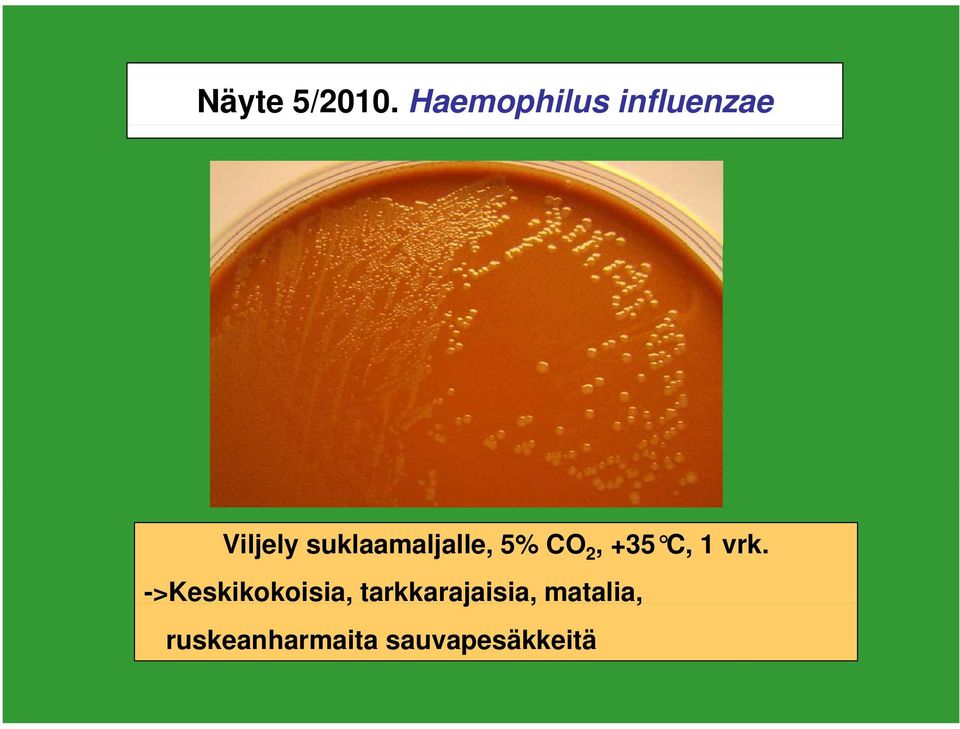 suklaamaljalle, 5% CO 2, +35 C, 1 vrk.