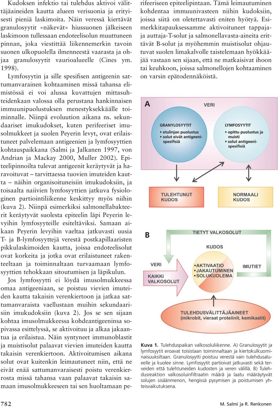 vaarasta ja ohjaa granulosyytit vaurioalueelle (Cines ym. 1998).