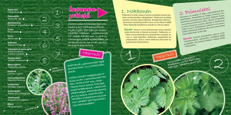 Solidago virgaurea Vuohenputki Aegopodium podagraria Väinönputki Angelica archangelica Mänty Pinus sylvestris KANERVA 1 2 3 4 5 6 8 7 MESI- ANGERVO Luonnon- yrttejä MONIA LUONNONKASVEJA VOI- DAAN