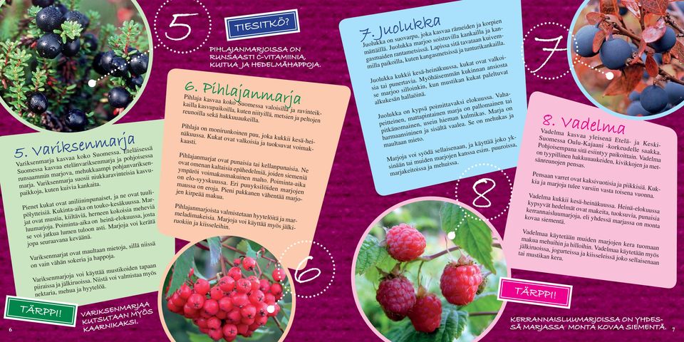 Marjat ovat mustia, kiiltäviä, herneen kokoisia meheviä luumarjoja. Poiminta-aika on heinä-elokuussa, josta se voi jatkua lumen tuloon asti. Marjoja voi kerätä jopa seuraavana keväänä.