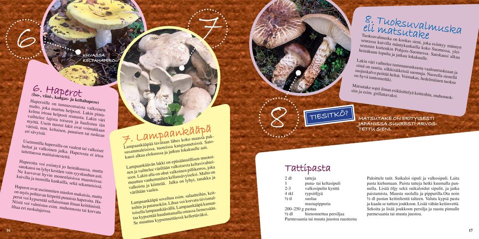 Nuorella sienellä suojuskalvo peittää heltat. Voimakas, hedelmäinen tuoksu on hyvä tuntomerkki. 6. Haperot Matsutake sopii ilman esikäsittelyä keittoihin, muhennoksiin ja esim. grillattavaksi.