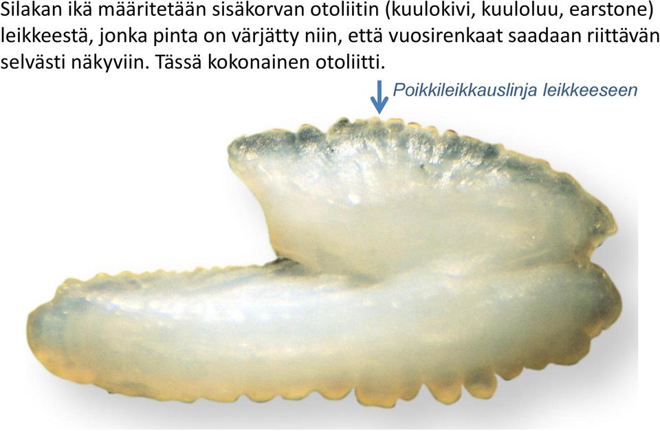 niin, että vuosirenkaat saadaan riittävän selvästi