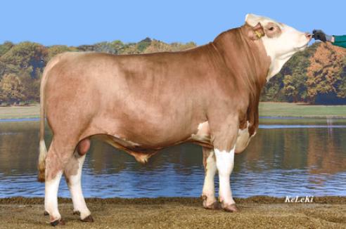 Maitoisuus +++ Simmental BW Diamant PP Diamant PP on saksalainen ks-sonni, joka on homotsygoottinupo. Sonni ei toisin sanoen periytä lainkaan sarvigeeniä ja kaikki sen jälkeläiset ovat nupoja.