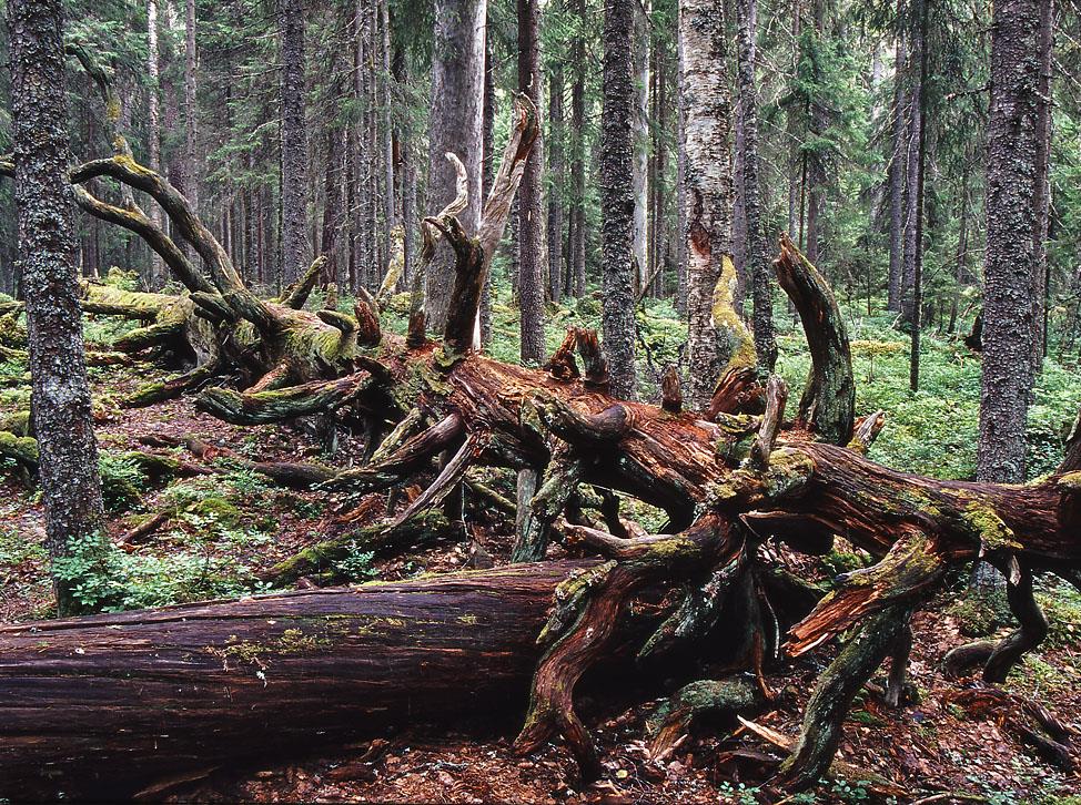 Metsähallitus 2006 Pyhä-Häkki Pyhä-Häkki Jari Kostet Etelä-Suomen mahtavin aarniometsä Tutustu helposti Etelä-Suomen hienoimpaan vanhaan metsään. Täällä humisevat 400 vuotta vanhat männyt.