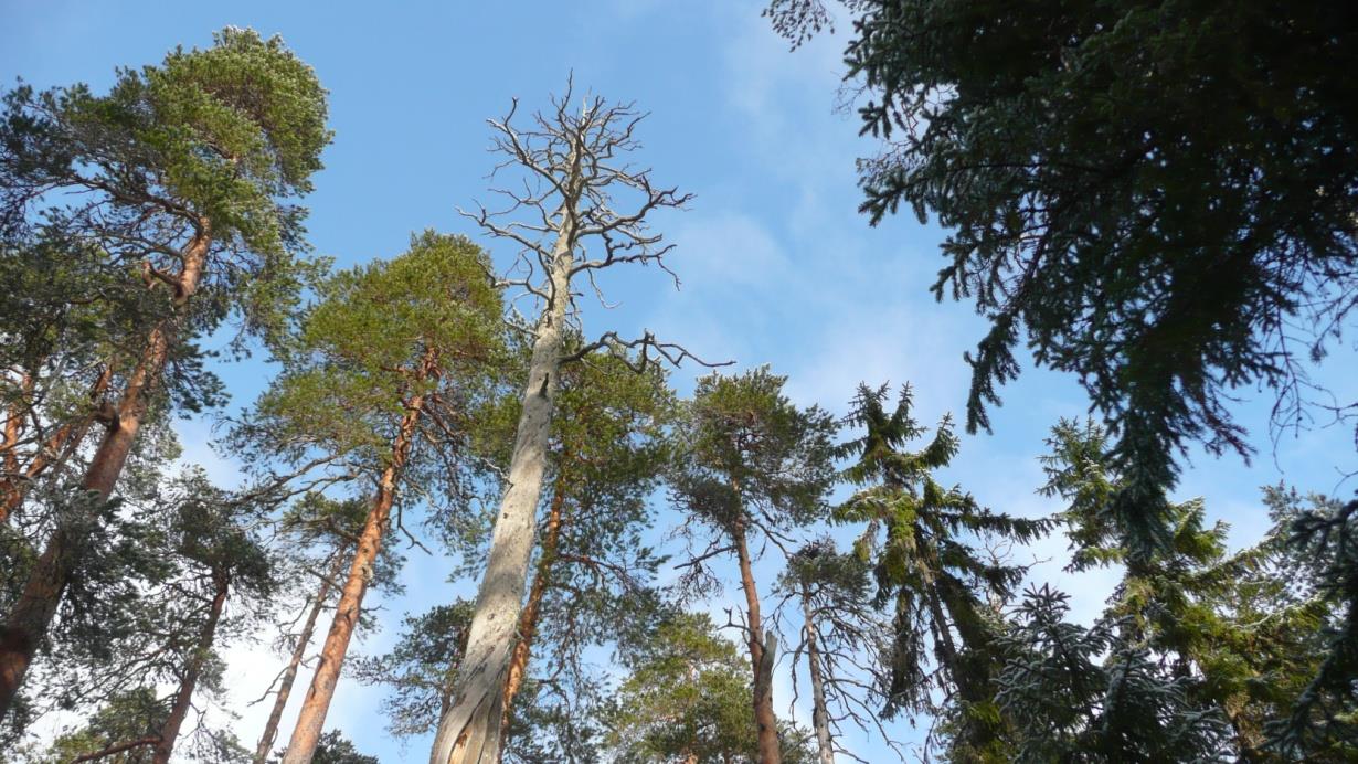 Matkailijoita, retkeilijöitä, vanhan metsän ihailijoita Oulun eteläpuolisen Suomen laajin