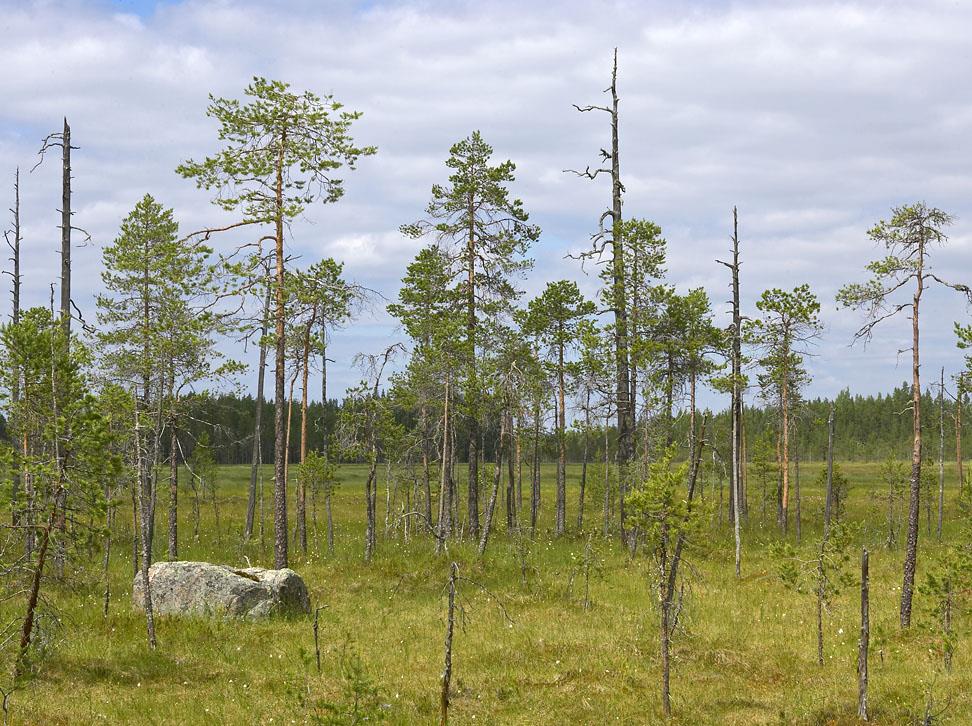 Metsähallitus 2006 Salamajärvi Metsäpeuran eteläinen erämaa Vaella Peuran polulla, metsäpeuran jäljillä. Koe eteläinen aito erämaa ja kalasta kansallispuistossa.