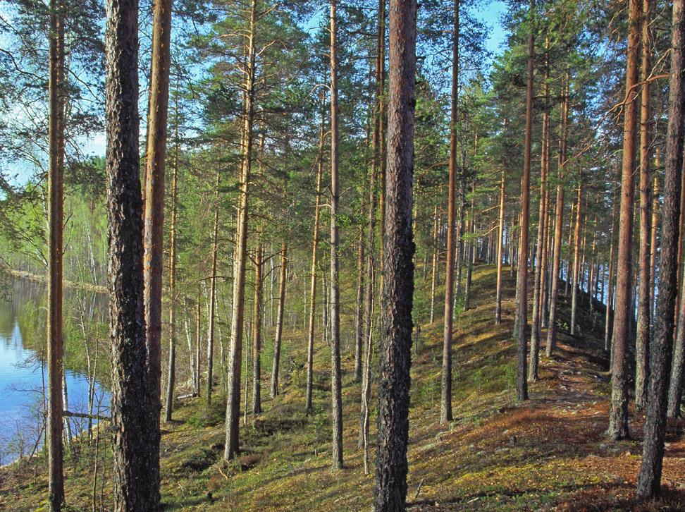 Metsähallitus 2006 Leivonmäki - mukava retkipäivä moni-ilmeisessä Leivonmäki keskisuomalaisessa maisemassa Mikael Hintze Leivonmäen kansallispuistossa viihtyy koko perhe