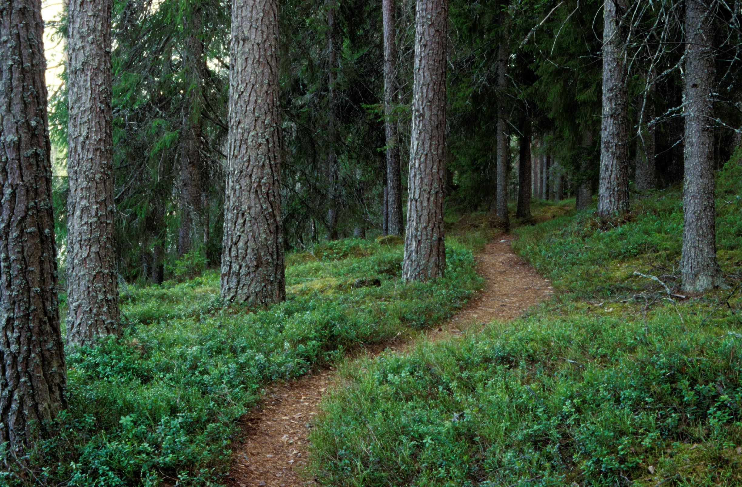 länteen rauhaa rajattomasti surullesi sammaltyynyn määrättömästi metsän