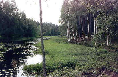 Kiuruveden kulttuuriympäristö ja sen hoito (8.8.2002) 165 Perinnemaisemat Saarelan rantalaitumet P22.