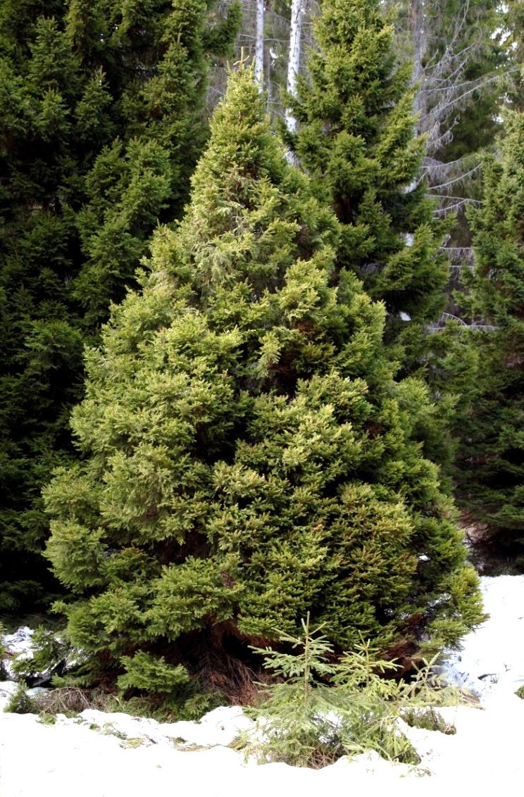 Tuulenpesäkuusi Picea abies f. globosa Punkalatva Kuusen tuuhealatvaisesta muodosta, tuulenpesä- eli pallolatvakuusesta (Picea abies f.
