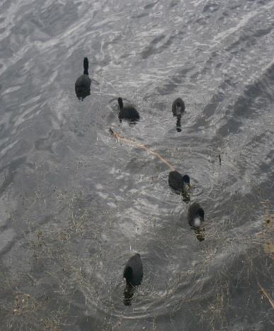 8 Luonto on Galve järvellä mahtava ja pääsimme sitäkin todistamaan, kun Ruokokerttunen piti upeaa laulantaa linnan viereisessä kaislikossa, Nokikanaemo poikasineen uiskenteli