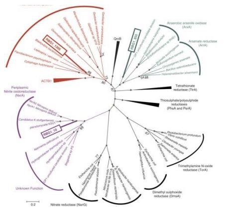 Development of cold-climate treatment processes using microbial population information - Aerobic granular sludge at