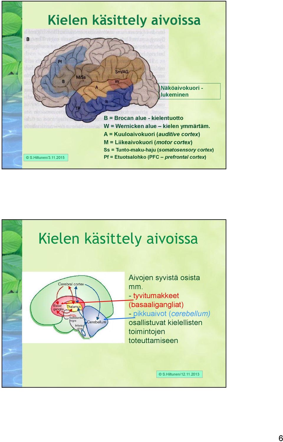 A = Kuuloaivokuori (auditive cortex) M = Liikeaivokuori (motor cortex) Ss = Tunto-maku-haju (somatosensory cortex) Pf =