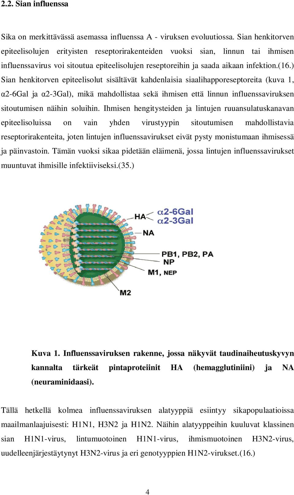) Sian henkitorven epiteelisolut sisältävät kahdenlaisia siaalihapporeseptoreita (kuva 1, 2-6Gal ja 2-3Gal), mikä mahdollistaa sekä ihmisen että linnun influenssaviruksen sitoutumisen näihin soluihin.