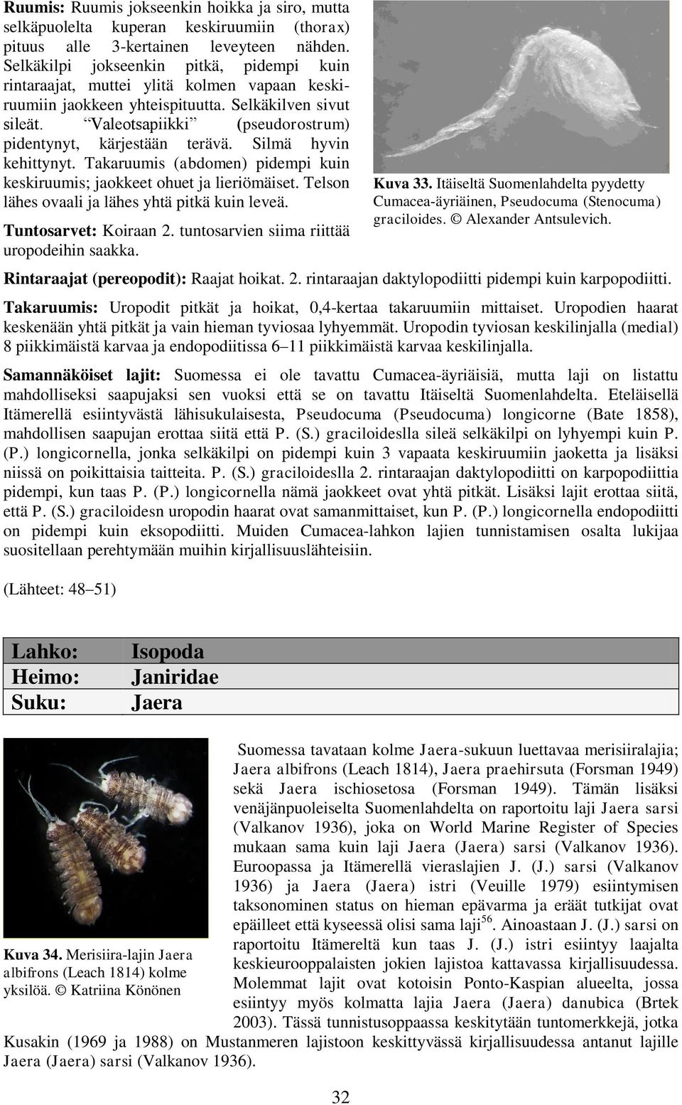 Valeotsapiikki (pseudorostrum) pidentynyt, kärjestään terävä. Silmä hyvin kehittynyt. Takaruumis (abdomen) pidempi kuin keskiruumis; jaokkeet ohuet ja lieriömäiset.