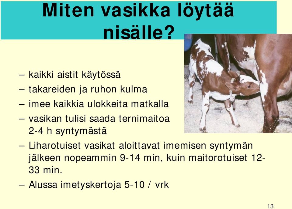 matkalla vasikan tulisi saada ternimaitoa 2-4 h syntymästä Liharotuiset