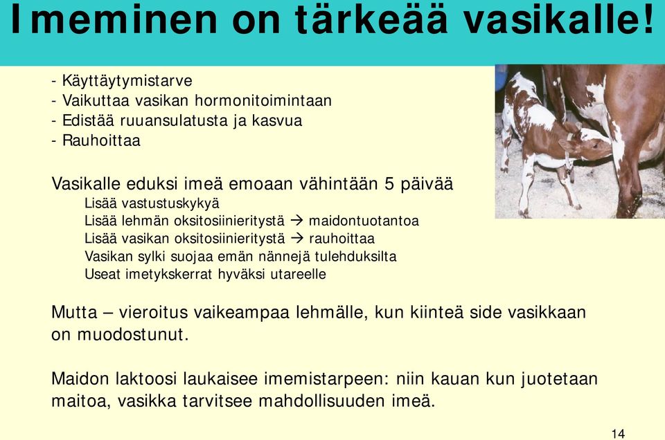 5 päivää Lisää vastustuskykyä Lisää lehmän oksitosiinieritystä maidontuotantoa Lisää vasikan oksitosiinieritystä rauhoittaa Vasikan sylki suojaa