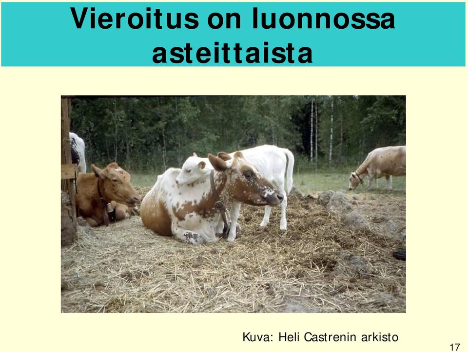 asteittaista