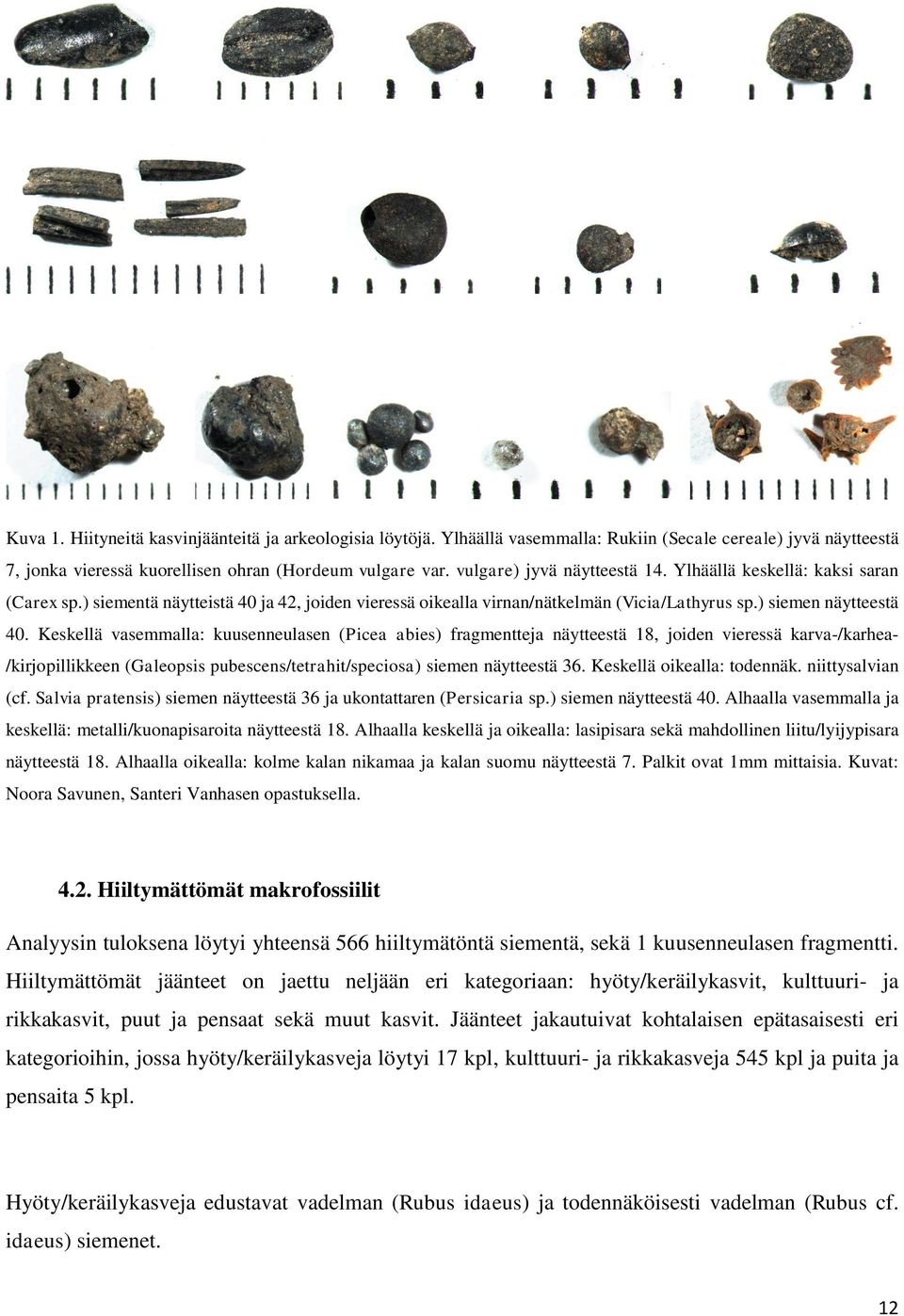 Keskellä vasemmalla: kuusenneulasen (Picea abies) fragmentteja näytteestä 18, joiden vieressä karva-/karhea- /kirjopillikkeen (Galeopsis pubescens/tetrahit/speciosa) siemen näytteestä 36.