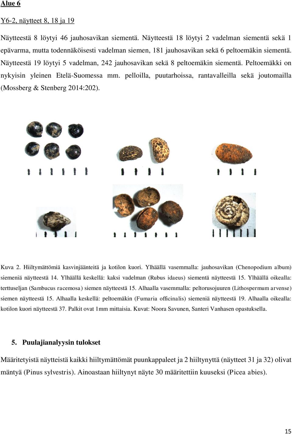 Näytteestä 19 löytyi 5 vadelman, 242 jauhosavikan sekä 8 peltoemäkin siementä. Peltoemäkki on nykyisin yleinen Etelä-Suomessa mm.