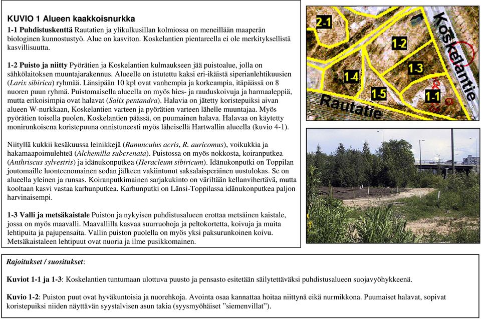 Alueelle on istutettu kaksi eri-ikäistä siperianlehtikuusien (Larix sibirica) ryhmää. Länsipään 10 kpl ovat vanhempia ja korkeampia, itäpäässä on 8 nuoren puun ryhmä.