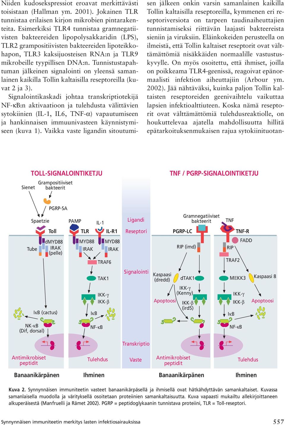 DNA:n. Tunnistustapahtuman jälkeinen signalointi on yleensä samanlainen kaikilla Tollin kaltaisilla reseptoreilla (kuvat 2 ja 3).