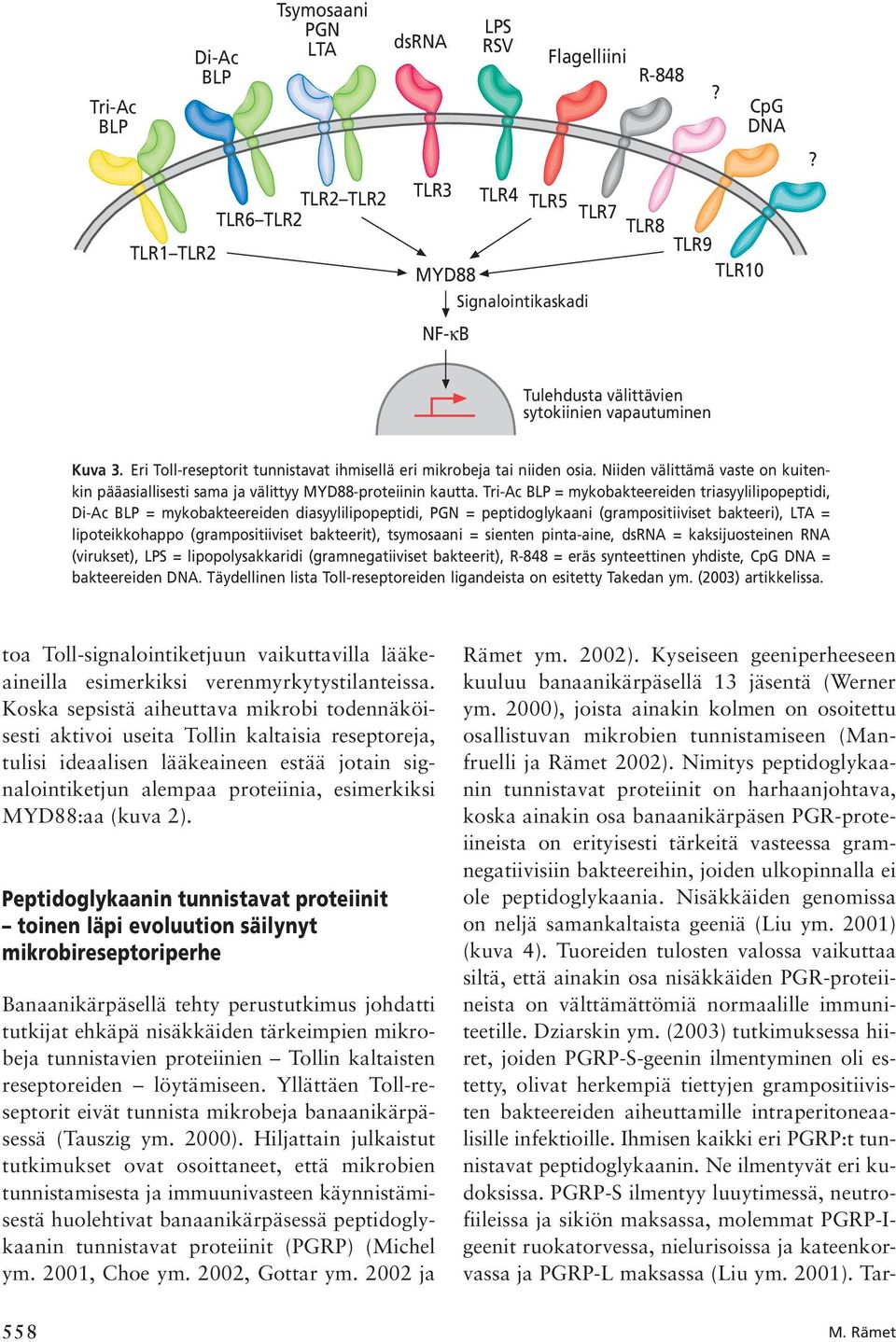 Niiden välittämä vaste on kuitenkin pääasiallisesti sama ja välittyy MYD88-proteiinin kautta.