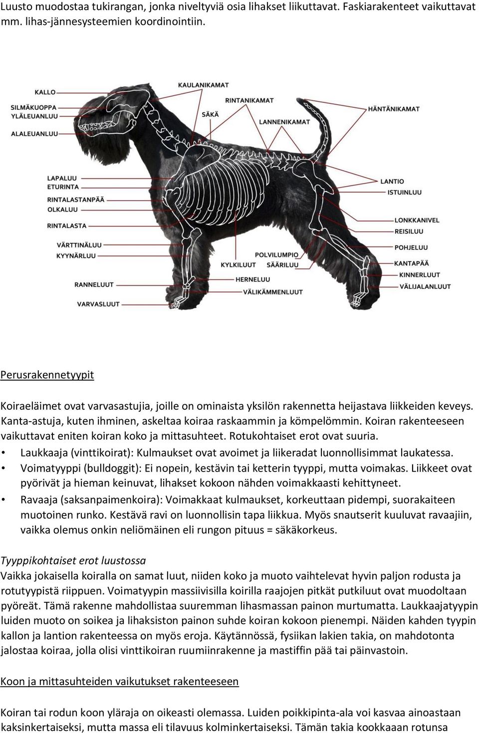 Koiran rakenteeseen vaikuttavat eniten koiran koko ja mittasuhteet. Rotukohtaiset erot ovat suuria. Laukkaaja (vinttikoirat): Kulmaukset ovat avoimet ja liikeradat luonnollisimmat laukatessa.