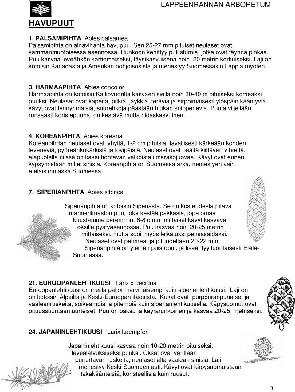 HARMAAPIHTA Abies concolor Harmaapihta on kotoisin Kalliovuorilta kasvaen siellä noin 30-40 m pituiseksi komeaksi puuksi.