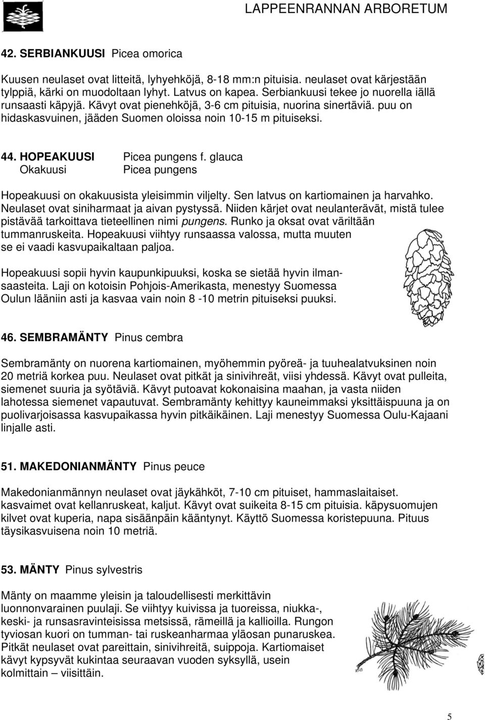 HOPEAKUUSI Picea pungens f. glauca Okakuusi Picea pungens Hopeakuusi on okakuusista yleisimmin viljelty. Sen latvus on kartiomainen ja harvahko. Neulaset ovat siniharmaat ja aivan pystyssä.