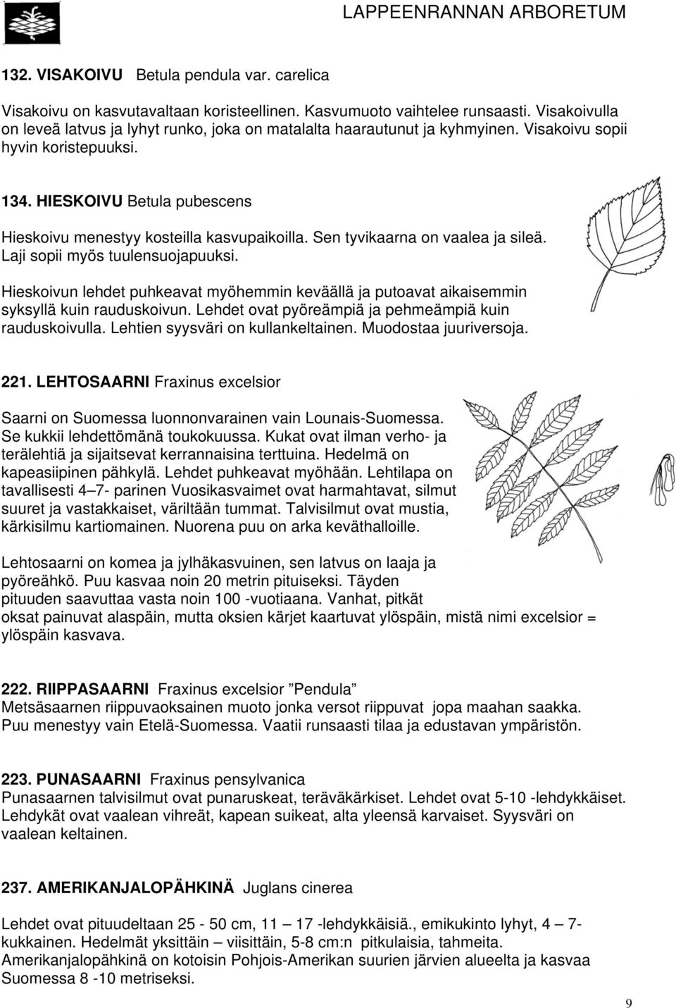 HIESKOIVU Betula pubescens Hieskoivu menestyy kosteilla kasvupaikoilla. Sen tyvikaarna on vaalea ja sileä. Laji sopii myös tuulensuojapuuksi.