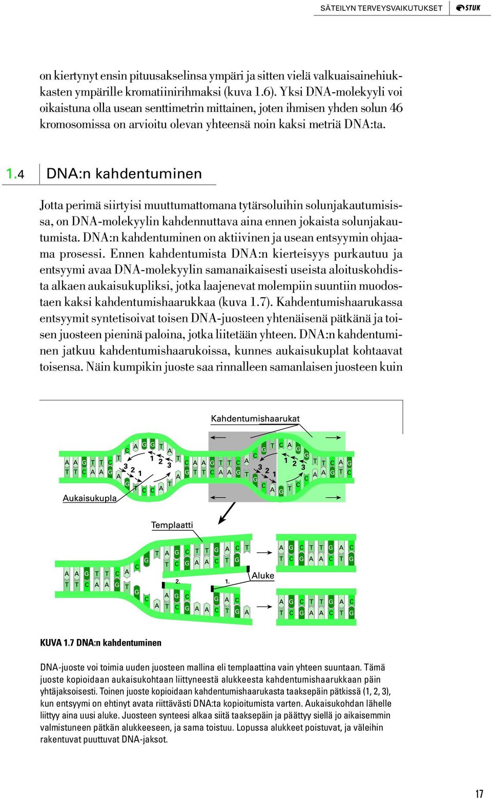 4 DNA:n kahdentuminen Jotta perimä siirtyisi muuttumattomana tytärsoluihin solunjakautumisissa, on DNA-molekyylin kahdennuttava aina ennen jokaista solunjakautumista.