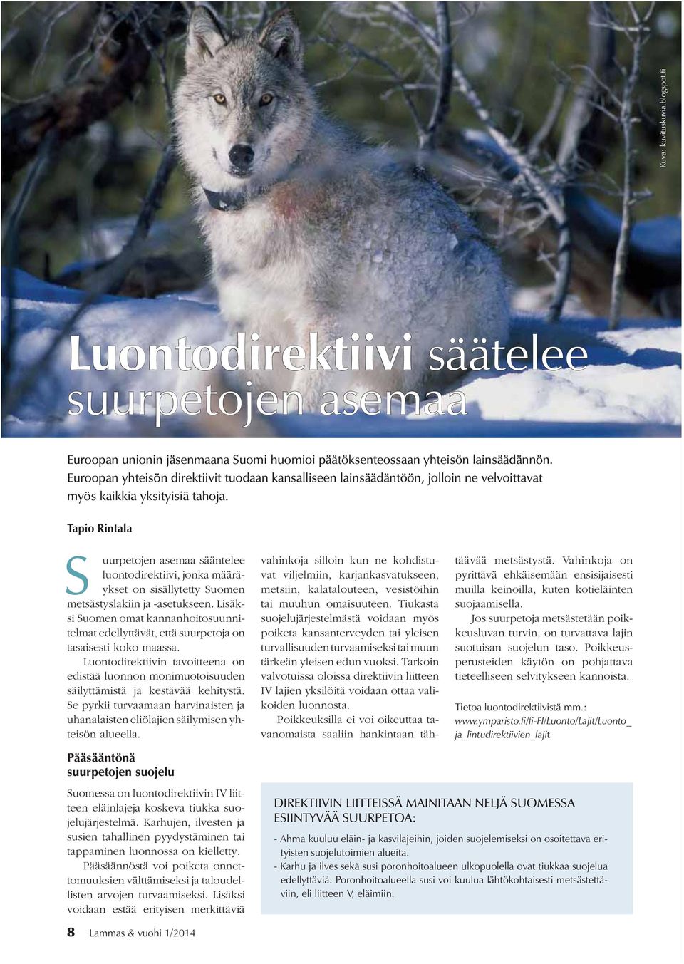 Tapio Rintala S uurpetojen asemaa sääntelee luontodirektiivi, jonka määräykset on sisällytetty Suomen metsästyslakiin ja -asetukseen.