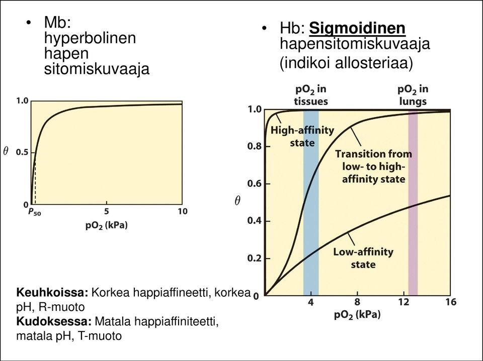 allosteriaa) Keuhkoissa: Korkea happiaffineetti,